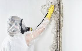 Best Residential Mold Inspection & Testing in Escobares, TX